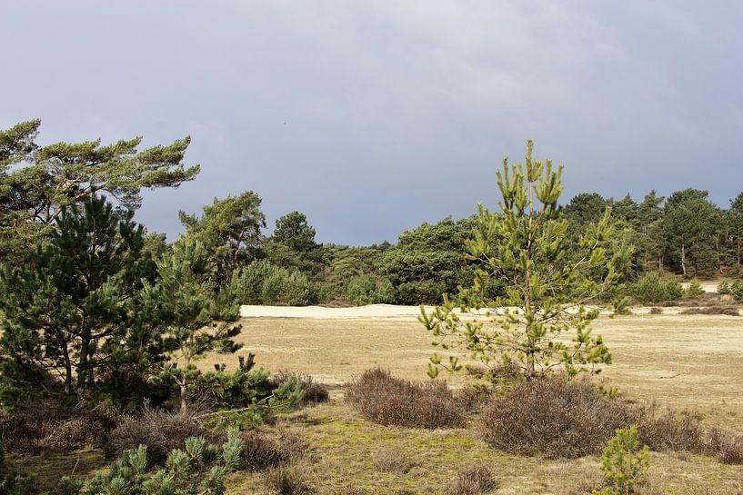 Pines on the Hulshorster sand by Gerard de Zwaan
