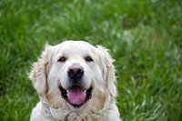 Blije Golden Retriever in de wei