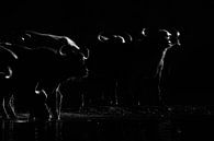 Nachtaktive Büffel von Anja Brouwer Fotografie Miniaturansicht
