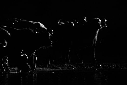 Nachtelijke buffels