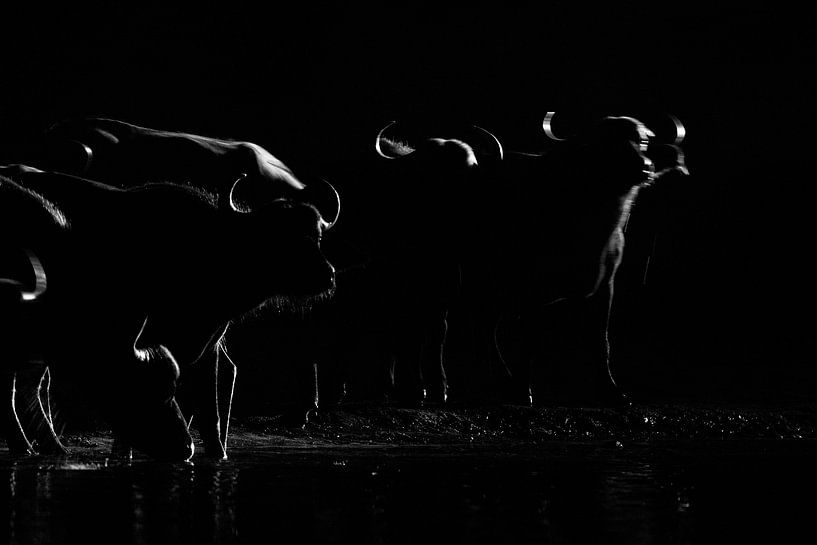 Nachtaktive Büffel von Anja Brouwer Fotografie