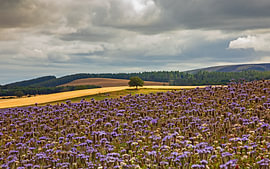 Carfrae Farm Phacelia Trail, Haddington, East Lothian, Schottland, Vereinigtes Königreich von Arch White