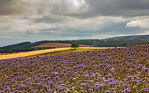 Carfrae Farm Phacelia Trail, Haddington, East Lothian, Schottland, Vereinigtes Königreich