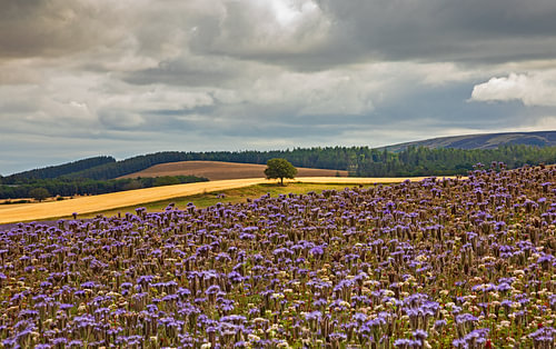 Carfrae Farm Phacelia Trail, Haddington, East Lothian, Schottland, Vereinigtes Königreich
