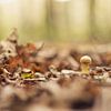Paddenstoeltje in het bos van Lisa Bouwman
