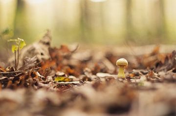 Toadstool in the forest by Lisa Bouwman