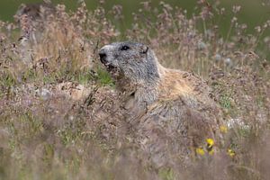 Alpenmarmot in de Zwitserse Alpen van Luc Hoogenstein