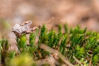 Leaf Carried By Moss