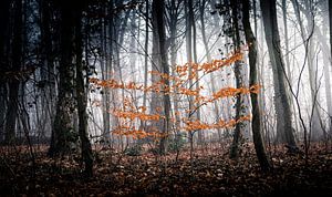 Mystischer Wald im Nebel von Nils Steiner