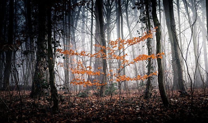 Forêt mystique dans la brume par Nils Steiner