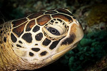 Zeeschildpad, Mabul island, Maleisie van Travel Tips and Stories
