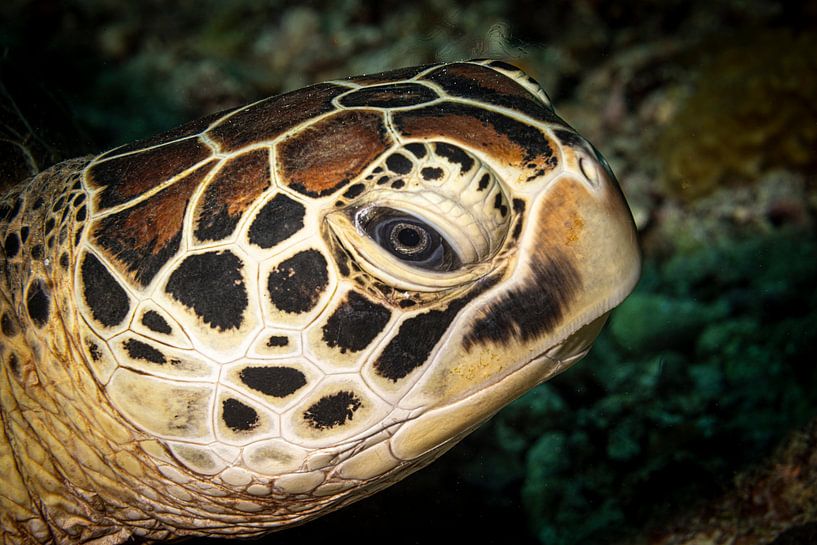 Seaturtle, Mabul island, Malaysia by Travel Tips and Stories