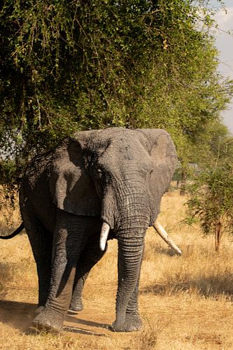 Silence et poussière - Le chemin des éléphants