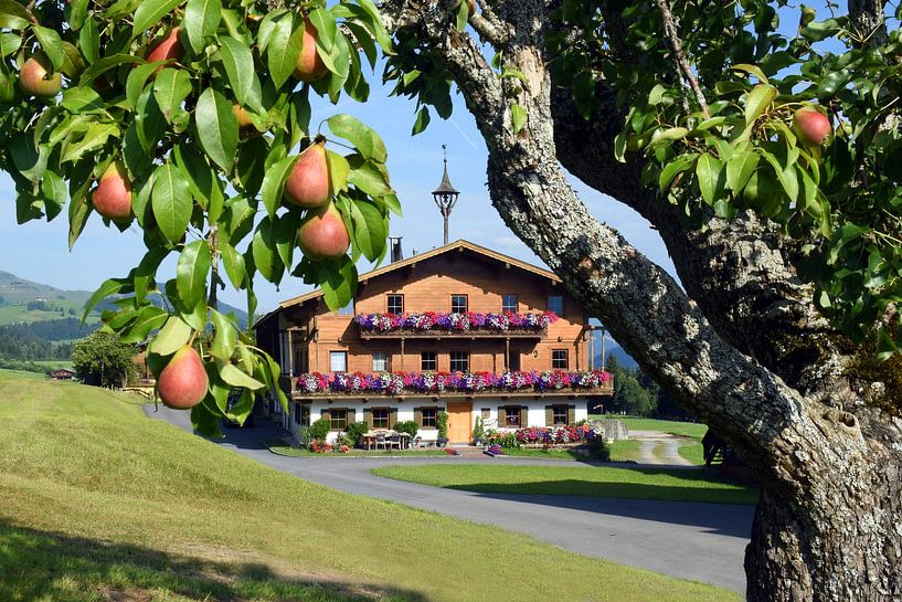 Summer in Tyrol. by Nico Orie
