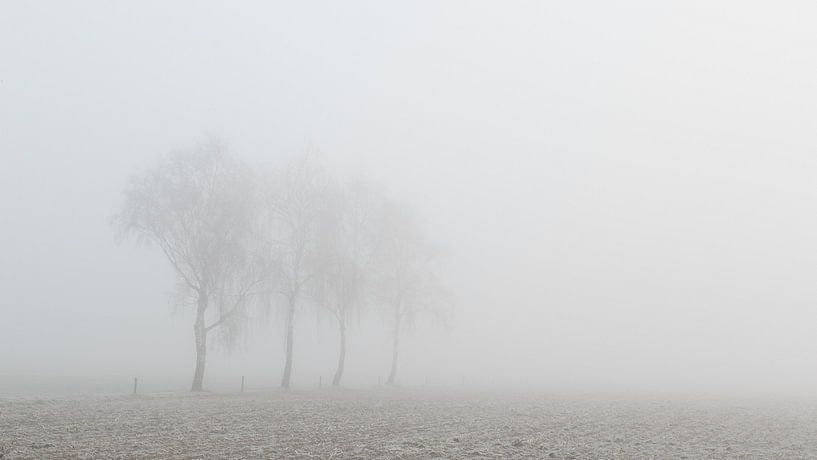 Bomen in de mist in Twents Landschap , Trees in the mist van Art Wittingen