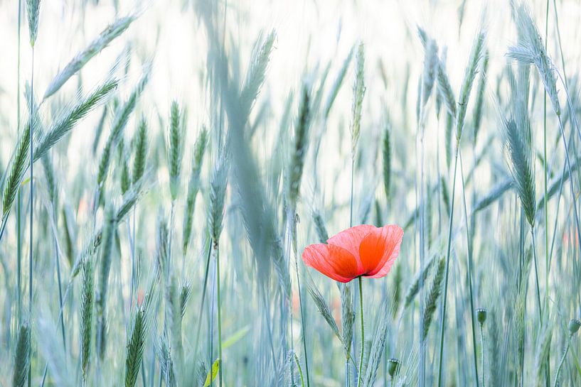 De klaproos | Nederland van Marika Huisman fotografie
