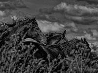 Friesenpferde im Wind 1