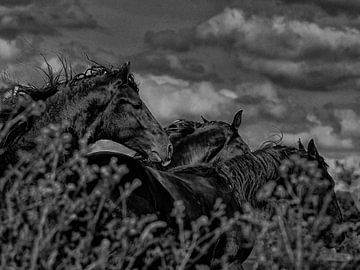 Friese paarden in de wind 1 van Miriam van Dun