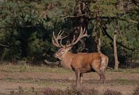 Cerf commun 5