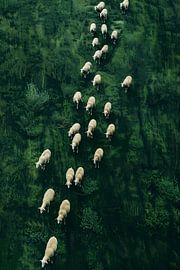 Wandelende schapen van Treechild