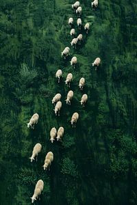 Wandering Sheeps