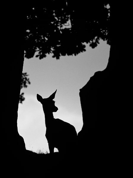 Rotwildhirsch, der durch die Bäume schaut, in Schwarz-Weiß von AGAMI Photo Agency