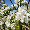 Weiße Apfelblüten im Obstgarten von Fotografiecor .nl