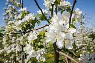 Fleurs de pommier blanc dans un verger par Fotografiecor .nl Aperçu