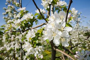 Weiße Apfelblüten im Obstgarten