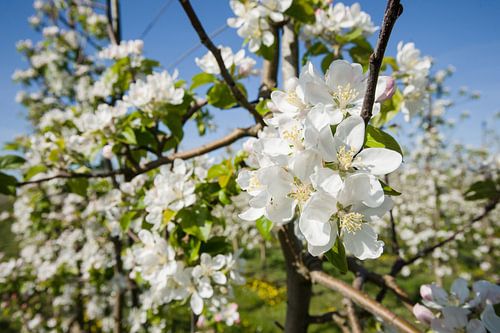 Witte appelbloesems in boomgaard