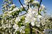 Witte appelbloesems in boomgaard van Fotografiecor .nl