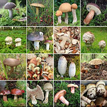verzameling wilde eetbare paddenstoelen