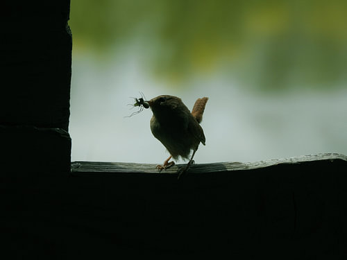 Wren