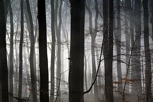 Herbst von Luuk van der Lee