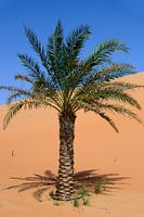 Palm tree in the desert