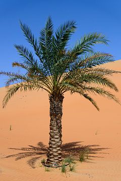 Palm tree in the desert by Anita Loos