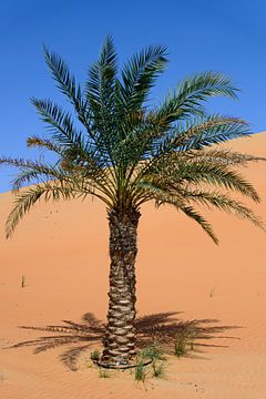 Palm tree in the desert