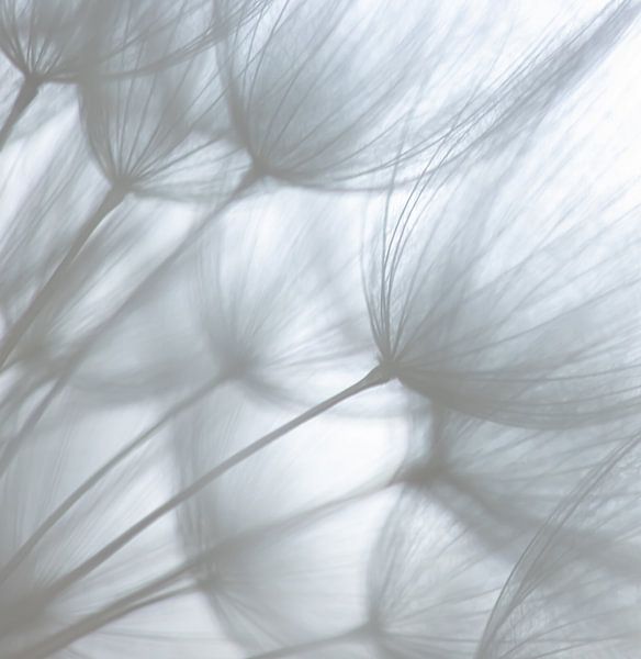 Delicate Dandelion von Foto Studio Labie