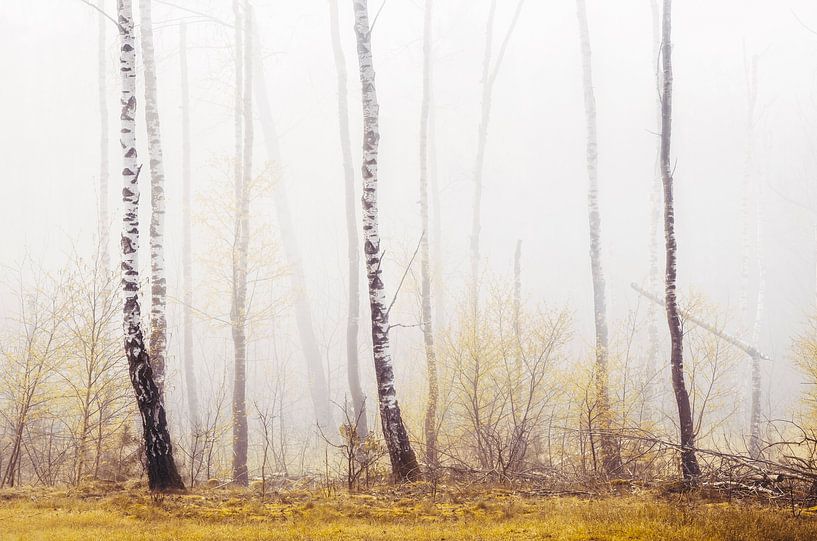 One two tree by Rob Visser