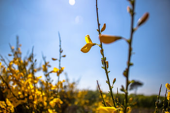 Flowers always loves sunlight
