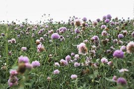 Clover flowers in a meadow. Meadow of flowers in green and pink. by Martin Köbsch