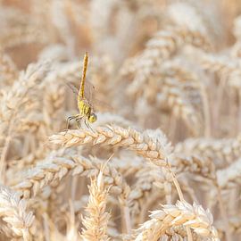Libelle tritt im Ballett auf von Margreet Piek