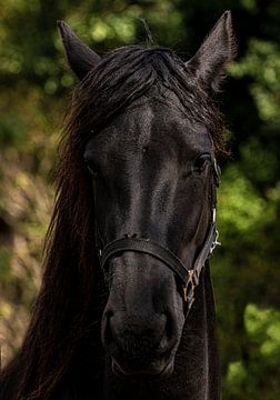Closeup van een zwart paard.