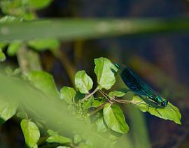 Demoiselle du ruisseau des prés sur Brian Morgan