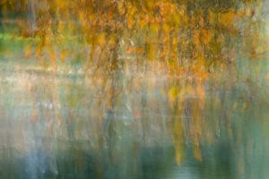 It's raining leaves sur D. Henriquez