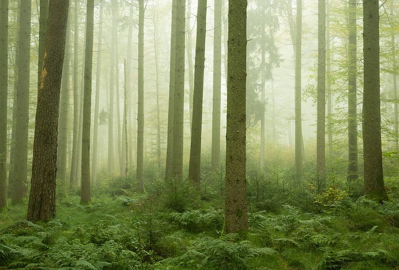 Mistige sfeer in het bos van Anselm Ziegler Photography