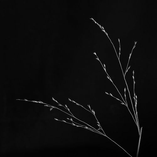 Simplicity