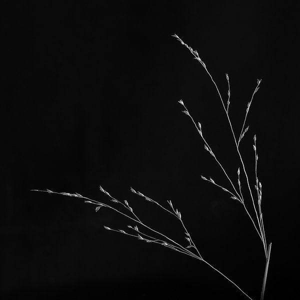Simplicity by Anneliese Grünwald-Märkl