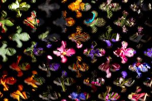 Blumenpracht