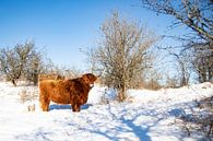 Winterlandschap met een Schotse Hooglander van Karin Bakker thumbnail
